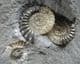 DOUBLE PROMICROCERAS 'POPPER' - JURASSIC, LYME REGIS.