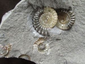DOUBLE PROMICROCERAS 'POPPER' - JURASSIC, LYME REGIS.