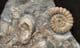 DRIFTWOOD, NUMEROUS BIVALVES AND AN AMMONITE - JURASSIC, LYME REGIS.