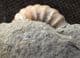 DRIFTWOOD, NUMEROUS BIVALVES AND AN AMMONITE - JURASSIC, LYME REGIS.