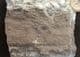 DRIFTWOOD, NUMEROUS BIVALVES AND AN AMMONITE - JURASSIC, LYME REGIS.