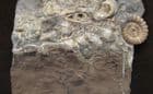 DRIFTWOOD, NUMEROUS BIVALVES AND AN AMMONITE - JURASSIC, LYME REGIS.
