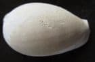 DWARF COWRIE - SIPHOCYPRAEA RIDGDILLI - EARLY PLEISTOCENE, FLORIDA.