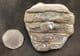 EAGLE RAY PALATE - EOCENE, BARTON-ON-SEA.