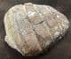 EAGLE RAY PALATE - EOCENE, BARTON-ON-SEA.