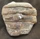 EAGLE RAY PALATE - EOCENE, BARTON-ON-SEA.