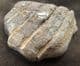EAGLE RAY PALATE - EOCENE, BARTON-ON-SEA.