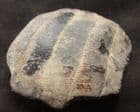 EAGLE RAY PALATE - EOCENE, BARTON-ON-SEA.