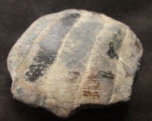 EAGLE RAY PALATE - EOCENE, BARTON-ON-SEA.