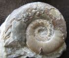 EARLIEST UK AMMONITE FROM COUNTY ANTRIM, NORTHERN IRELAND.