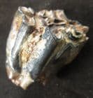 EARLY HORSE TOOTH - PLEISTOCENE, FLORIDA.