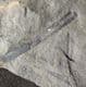 EARLY VASCULAR PLANT - RELLIMIA HOSTINENSIS - DEVONIAN CZECH REPUBLIC.