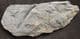 EARLY VASCULAR PLANT - RELLIMIA HOSTINENSIS - DEVONIAN CZECH REPUBLIC.