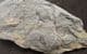 EARLY VASCULAR PLANT - RELLIMIA HOSTINENSIS - DEVONIAN CZECH REPUBLIC.