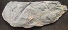 EARLY VASCULAR PLANT - RELLIMIA HOSTINENSIS - DEVONIAN CZECH REPUBLIC.