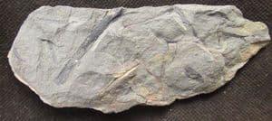 EARLY VASCULAR PLANT - RELLIMIA HOSTINENSIS - DEVONIAN CZECH REPUBLIC.