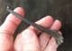 EASTERN COTTONTAIL TIBIA - LATE PLESITOCENE, FLORIDA.