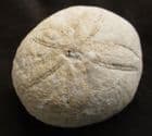 ECHINOLAMPAS - OLIGOCENE, BULGARIA.