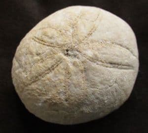 ECHINOLAMPAS - OLIGOCENE, BULGARIA.