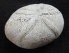 ECHINOLAMPAS OVALIS - EOCENE, FRANCE.