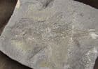 ELONICHTHYS PUNCTATUS - PERMIAN, GERMANY.