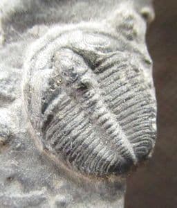 ELRATHIA JUVENILE ON MATRIX - CAMBRIAN, UTAH.