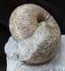 EMILEIA BROCCHI - JURASSIC, DORSET.