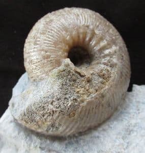 EMILEIA BROCCHI - JURASSIC, DORSET.