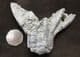 ENCRINUS LILLIFORMIS WITH ARMS IN FEEDING POSITION. - TRIASSIC, GERMANY.