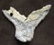 ENCRINUS LILLIFORMIS WITH ARMS IN FEEDING POSITION. - TRIASSIC, GERMANY.