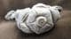 ENCRINUS LILLIFORMIS WITH ARMS IN FEEDING POSITION. - TRIASSIC, GERMANY.