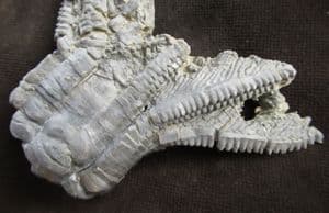 ENCRINUS LILLIFORMIS WITH ARMS IN FEEDING POSITION. - TRIASSIC, GERMANY.