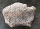 END PHALANGE FROM A PLEISTOCENE TAPIR FROM FLORIDA.