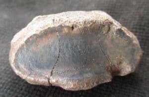 END PHALANGE FROM A PLEISTOCENE TAPIR FROM FLORIDA.