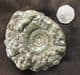 EODEROCERAS ARMATUM - JURASSIC, CHARMOUTH, DORSET.