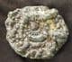 EODEROCERAS ARMATUM - JURASSIC, CHARMOUTH, DORSET.