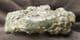 EODEROCERAS ARMATUM - JURASSIC, CHARMOUTH, DORSET.