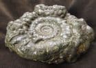 EODEROCERAS ARMATUM - JURASSIC, CHARMOUTH, DORSET.