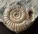 EPHOPHIOCERAS LONGICELLA - JURASSIC, LYME REGIS.