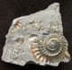 EPHOPHIOCERAS LONGICELLA - JURASSIC, LYME REGIS.