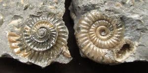 EPHOPHIOCERAS LONGICELLA - JURASSIC, LYME REGIS.