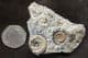 EPOPHIOCERAS, PROMICROCERAS AND CYMBITES - JURASSIC, LYME REGIS.