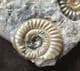 EPOPHIOCERAS, PROMICROCERAS AND CYMBITES - JURASSIC, LYME REGIS.