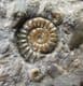 EPOPHIOCERAS, PROMICROCERAS AND CYMBITES - JURASSIC, LYME REGIS.