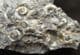 EPOPHIOCERAS, PROMICROCERAS AND CYMBITES - JURASSIC, LYME REGIS.