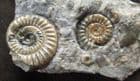 EPOPHIOCERAS, PROMICROCERAS AND CYMBITES - JURASSIC, LYME REGIS.