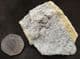 ERETMOCRINUS TENTOR - CARBONIFEROUS IOWA, USA.