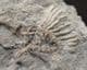 ERETMOCRINUS TENTOR - CARBONIFEROUS IOWA, USA.