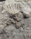 ERETMOCRINUS TENTOR - CARBONIFEROUS IOWA, USA.