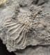 ERETMOCRINUS TENTOR - CARBONIFEROUS IOWA, USA.